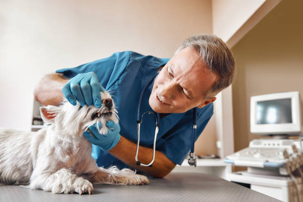 Best Urgent Tooth Repair  in Calcium, NY